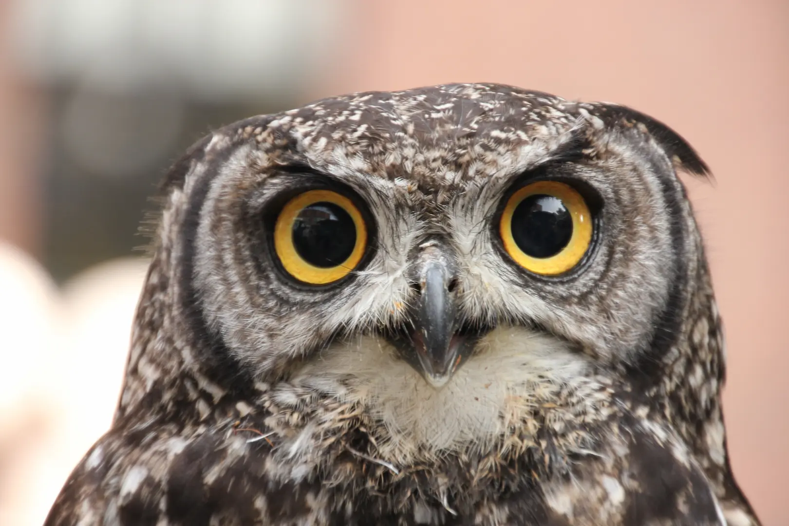 Owl starring at you