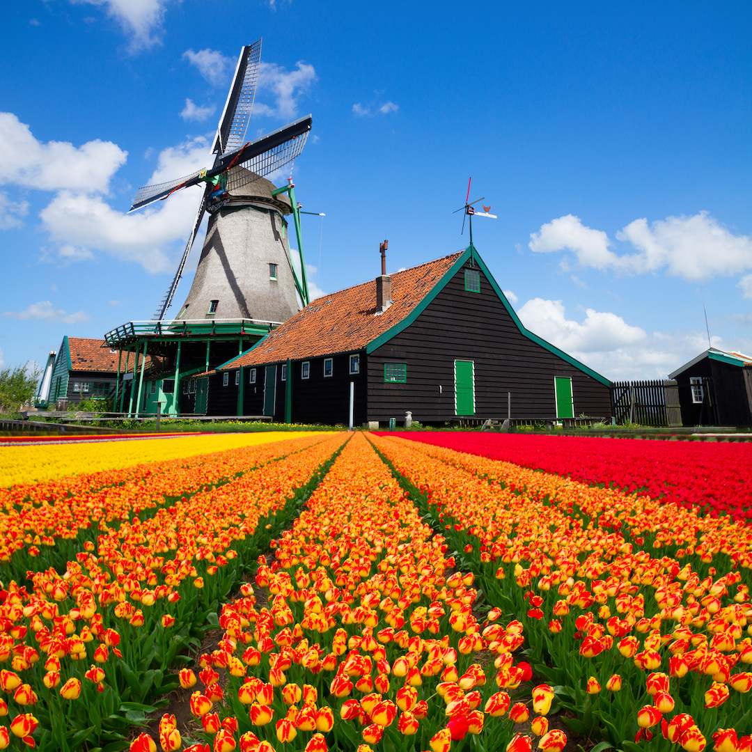 How To Learn Dutch Fast Artilce Image 2 showing tulips and windmills